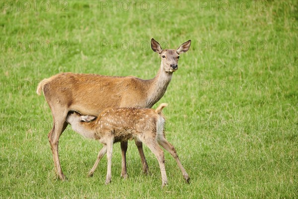 Red deer (Cervus elaphus) mother with her calf standing on a meadow, Kitzbühel, Wildpark Aurach, Austria, Europe