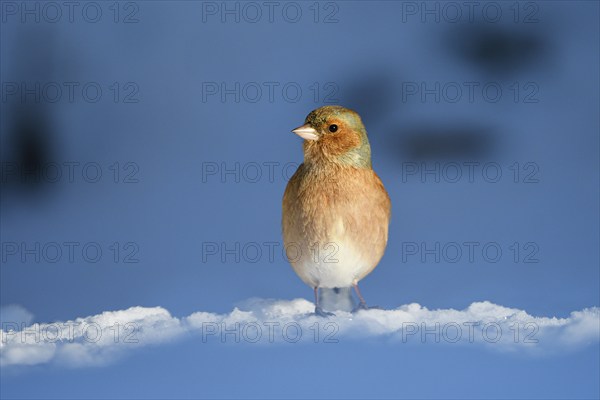 Chaffinch (Fringilla coelebs), male, in the snow, winter feeding, Oberhausen, Ruhr area, North Rhine-Westphalia, Germany, Europe