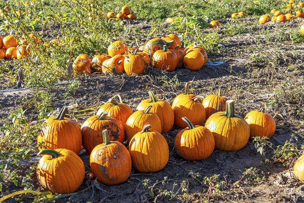 Pumpkin field, ripe pumpkins, shortly in front of harvest, near Neuss, North Rhine-Westphalia, Germany, Europe