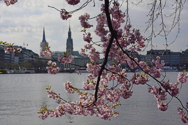 Hamburg, Alster, Frühling, Japanische Blütenkirsche