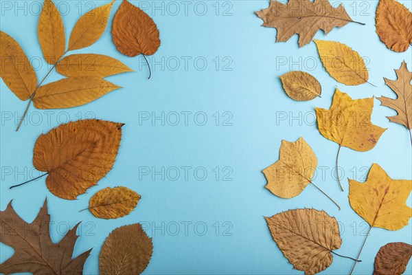 Composition with yellow and brown autumn leaves on blue pastel background. flat lay, top view, still life, copy space