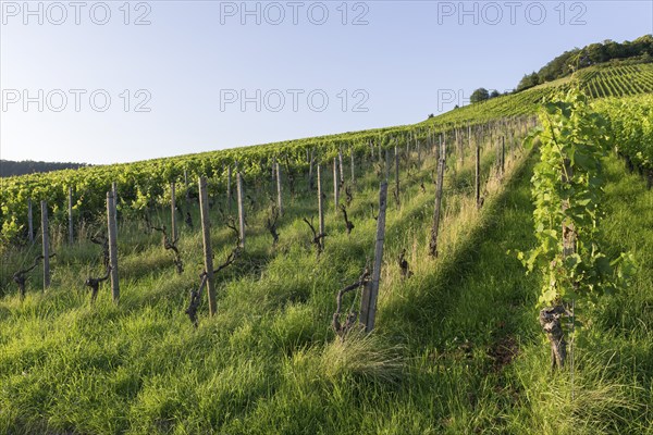 Vineyard at Korber Kopf is grubbed up due to uneconomical conditions, low yield, age, diseases, grubbing up, Korb im Remstal, Baden-Württemberg, Germany, Europe