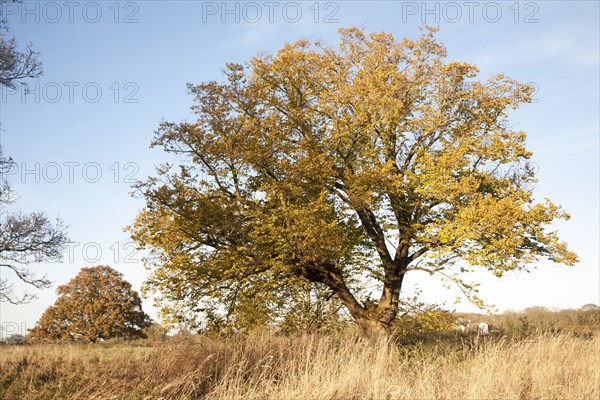 Winter autumnal leaves still on trees in December, Sutton, Suffolk England