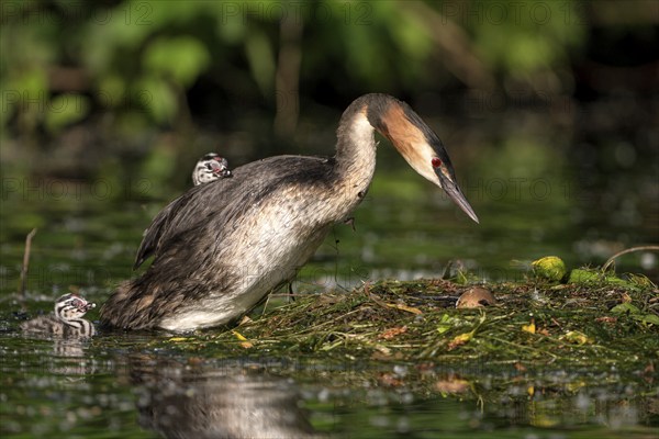 Great Crested Grebe (Podiceps cristatus), adult bird and chicks at the nest, adult bird climbing on the nest, Krickenbecker Seen, North Rhine-Westphalia, Germany, Europe