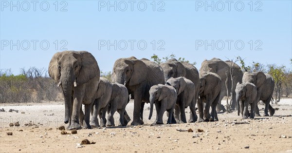 Herd of african elephant (Loxodonta africana) with young, on their way to the waterhole, Etosha National Park, Namibia, Africa