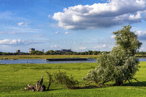 Rhine meadows near Duisburg-Baerl, on the other side of the Rhine the Thyssenkrupp Steel steelworks and Duisburg-Beeckerwerth, cargo ship, North Rhine-Westphalia, Germany, Europe