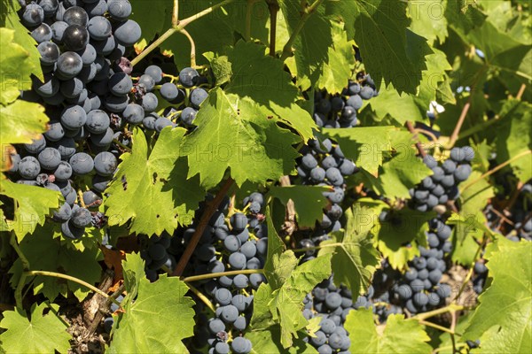 Ripe Dornfelder grapes in the Palatinate. The 2023 vintage is exceptionally good