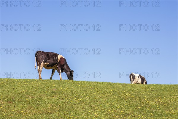 Grazing cows on a blooming meadow against a blue sky on a sunny summer day
