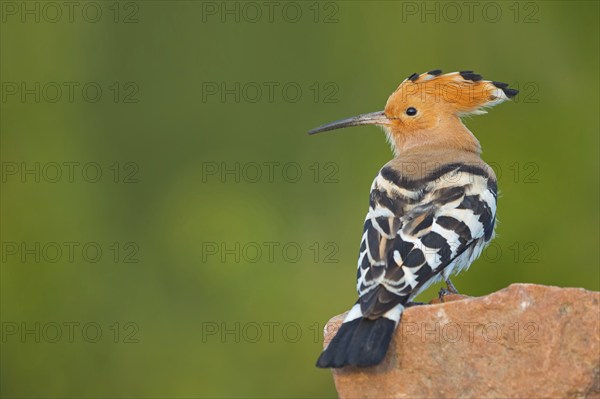 Hoopoe, (Upupa epops), on a perch, family Hoopoes, early raptors, Hides de El Taray / Lesser Kestrel Hide, Villafranca de los Caballeros, Castilla La Mancha / Toledo, Spain, Europe