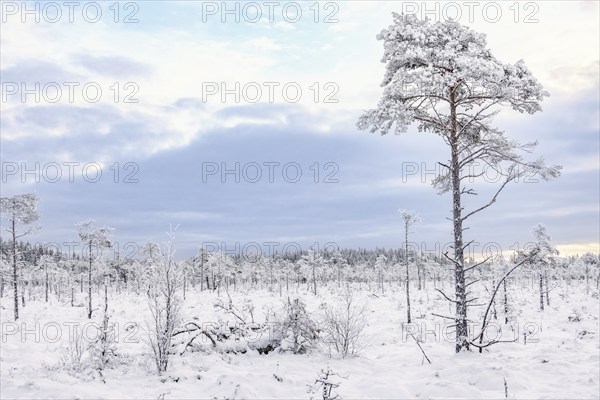Pine trees with hoar frost in a desolate snowy bog landscape in winter, Sweden, Europe