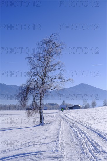 Winter near Sindelsdorf in the Benediktbeurer Moor, Tölzer Land, Upper Bavaria, Bavaria, Germany, Europe