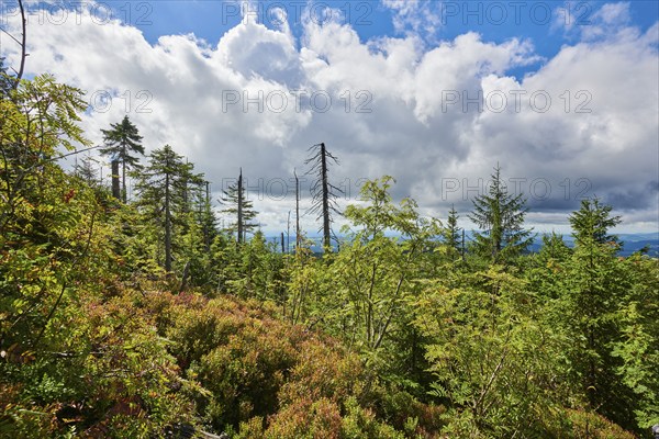 Vegetation with Norway spruce (Picea abies) and colored European blueberry (Vaccinium myrtillus) on Mount Lusen in late summer, Bavarian Forest, Bavaria, Germany, Europe