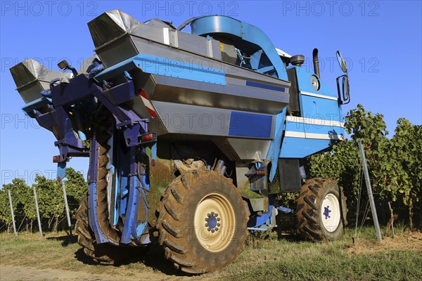 Grape grape harvest with full harvester in the district of Bad Dürkheim, Rhineland-Palatinate