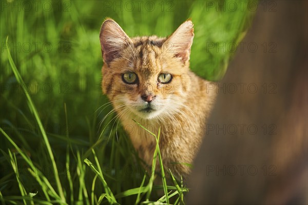 European wildcat (Felis silvestris) on a meadow, portrait, wildlife Park Aurach near Kitzbuehl, Austria, Europe