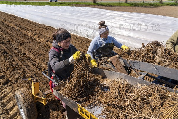 Asparagus farm, asparagus plant, planted in a field, with a planting machine, after a good year the first asparagus grows from the rhizome, the plant remains in the ground for up to 10 years and can be harvested, pricked, near Dormagen, Rhineland, North Rhine-Westphalia, Germany, Europe