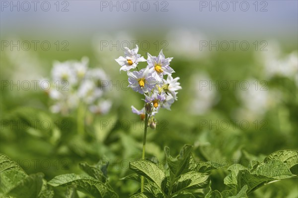 Potato (Solanum tuberosum) flowering, potato field, Baden-Württemberg, Germany, Europe