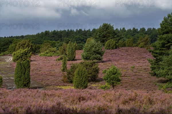 Flowering heath, heather and juniper bushes, near Wilseder Berg, in the Lüneburg Heath nature reserve, Lower Saxony, Germany, Europe
