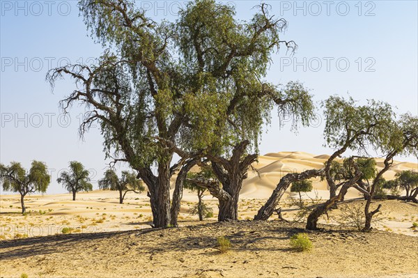 Trees with gnarled bark in a sandy plain of the Rub al Khali desert, Dhofar province, Arabian Peninsula, Sultanate of Oman