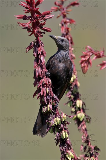 Red-winged Starling (Onychognathus morio), adult, female, foraging, on honeybush (Melianthus major), Kirstenbosch Botanic Gardens, Cape Town, South Africa, Africa