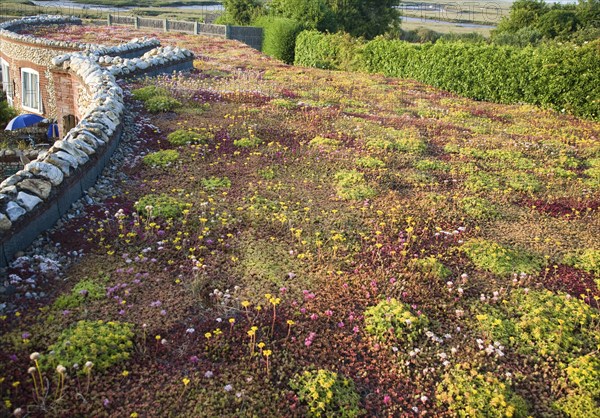 Flowers and plants growing on a sedum roof of the White Horse pub at Brancaster Staithe, north Norfolk, England, United Kingdom, Europe