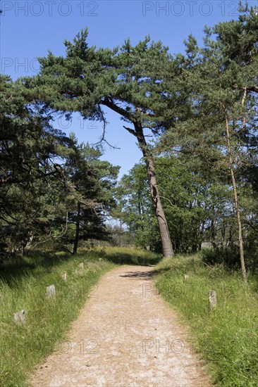 Circular hiking trail, trees, pines, Darßer Ort, Born a. Darß, Mecklenburg-Vorpommern, Germany, Europe