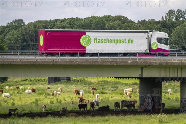 Lorry on the A40 motorway, bridge over the Ruhr and Styrumer Ruhrauen, herd of cattle, dairy cows grazing, Mülheim an der Ruhr, North Rhine-Westphalia, Germany, Europe