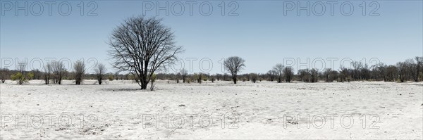 Bizarre landscape in a salt pan, drought, heat, global warming, tree, dead, drought, desert, climate change, climate in the Khwai river area of the Moremi National Park in Botswana
