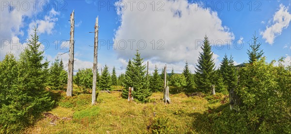 Vegetation with Norway spruce (Picea abies) and colored European blueberry (Vaccinium myrtillus) on Mount Lusen in late summer, Bavarian Forest, Bavaria, Germany, Europe