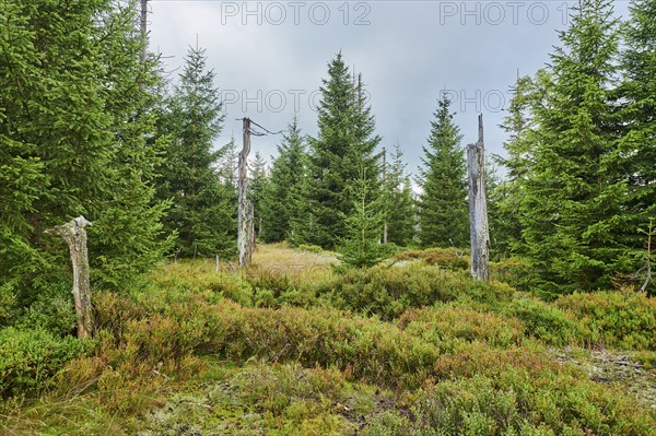 Vegetation with Norway spruce (Picea abies) and colored European blueberry (Vaccinium myrtillus) on Mount Lusen in late summer, Bavarian Forest, Bavaria, Germany, Europe