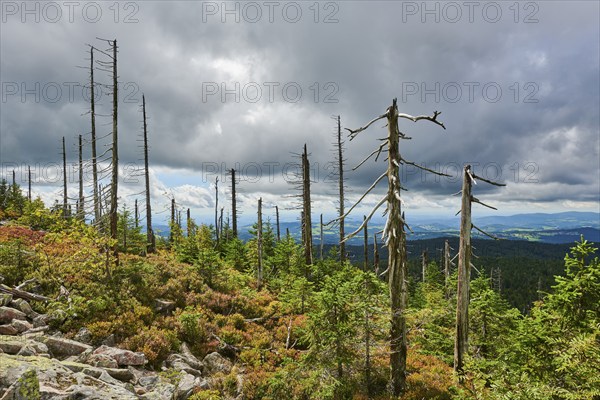 Vegetation with Norway spruce (Picea abies) and colored European blueberry (Vaccinium myrtillus) on Mount Lusen in late summer, Bavarian Forest, Bavaria, Germany, Europe