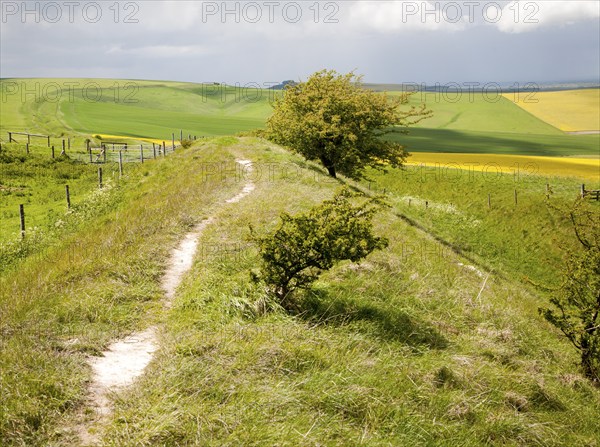 Ditch and embankment of the Wansdyke a Saxon defensive structure on All Cannings chalk downs near Tan Hill, Wiltshire, England, United Kingdom, Europe