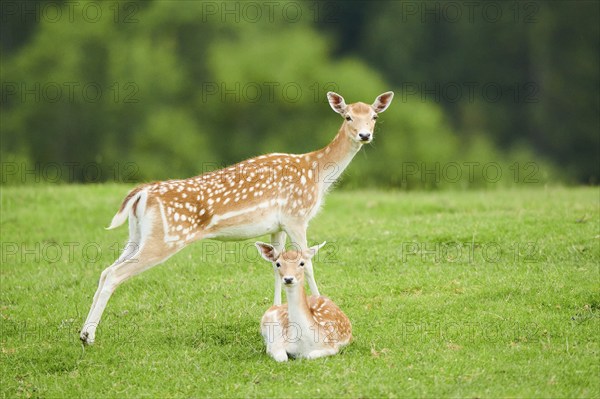 European fallow deer (Dama dama) hinds on a meadow, tirol, Kitzbühel, Wildpark Aurach, Austria, Europe