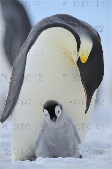 Emperor penguins, Aptenodytes forsteri, Adult Protecting her Chick on her Feet, Snow Hill Island, Antartic Peninsula, Antarctica