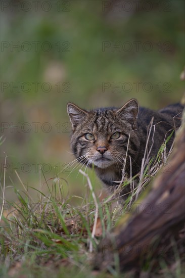European wildcat (Felis silvestris) adult animal portrait, United Kingdom, Europe
