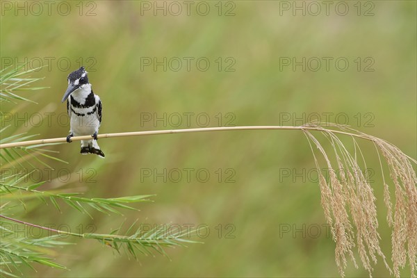 Pied kingfisher (Ceryle rudis), male, perched on a reed stem, overlooking the Olifants River, on the lookout, Kruger National Park, South Africa, Africa