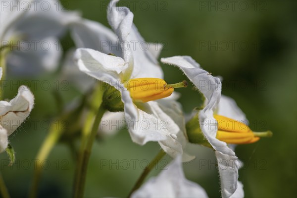 Close-up of a flowering potato plant