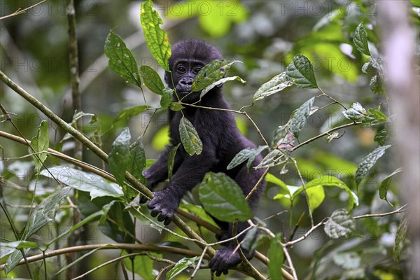 Western lowland gorilla (Gorilla gorilla gorilla) near the Baï-Hokou forest clearing, juvenile, Dzanga-Ndoki National Park, Unesco World Heritage Site, Dzanga-Sangha Complex of Protected Areas (DSPAC), Sangha-Mbaéré Prefecture, Central African Republic, Africa