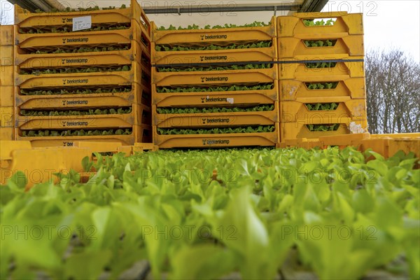 Lettuce plants, in press pots, they are planted in a field with a planting machine, agriculture, spring