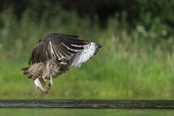 Western osprey (Pandion haliaetus) hunting, Aviemore, Scotland, Great Britain