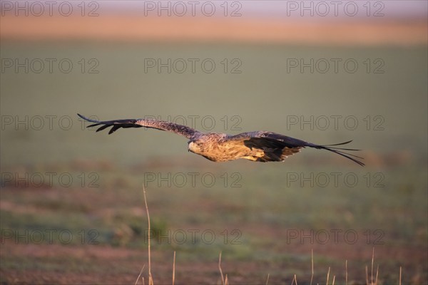 Juvenile Iberian Eagle in flight, Spanish Imperial Eagle (Aquila adalberti), Extremadura, Castilla La Mancha, Spain, Europe