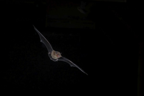 Common pipistrelle (Pipistrellus pipistrellus) hunting for insects at night, Brandenburg, Germany, Europe