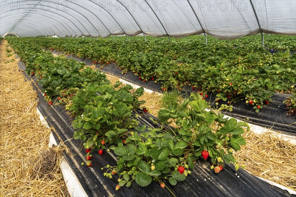Harvest of strawberries, strawberry cultivation in the open, under a foil tunnel, young strawberry plants growing, in different stages of ripeness, near Dormagen, Rhineland, North Rhine-Westphalia, Germany, Europe