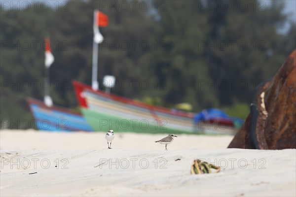 Typical wader (Calidris) at Marari Beach or beach, behind colourful fishing boats, Mararikulam, Alappuzha district, Kerala, India, Asia