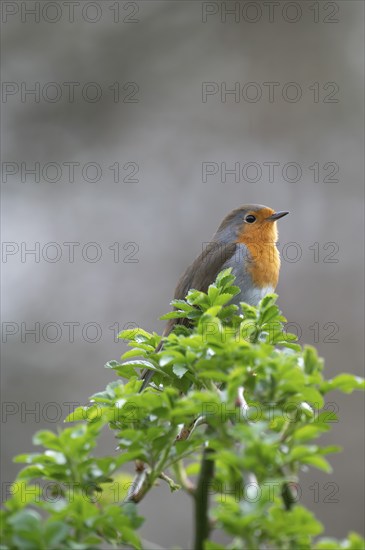 European robin (Erithacus rubecula) on curved branch with freshly sprouted green leaves in spring, looking to the right, background light blurred, Rombergpark, Dortmund, Ruhr area, Germany, Europe