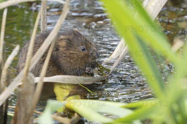 Water vole (Arvicola amphibius) adult animal eating pond weed in a lake in the summer, Suffolk, England, United Kingdom, Europe