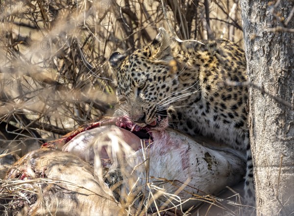 Leopard (Panthera pardus), adult female eating killed antelope, Kruger National Park, South Africa, Africa