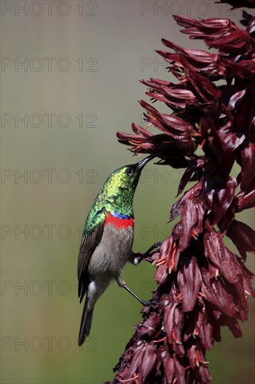 Cape Sunbird (Cinnyris chalybeus), adult, foraging, feeding, on giant honey flower (Melianthus major), Kirstenbosch Botanic Gardens, Cape Town, South Africa, Africa