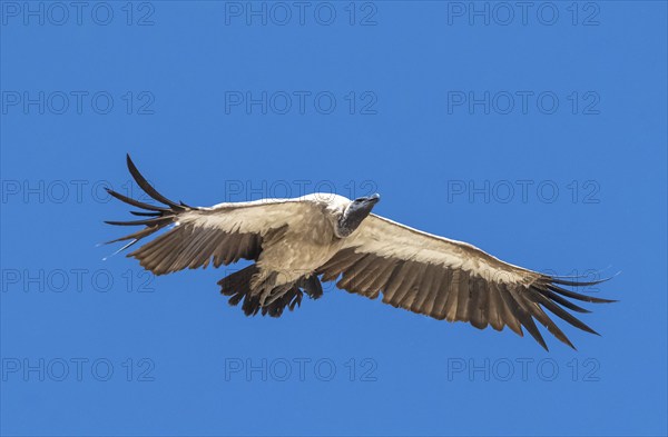 Cape griffon (Gyps coprotheres) in flight against a blue sky, Etosha National Park, Namibia, Africa