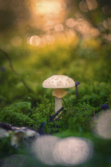 A small mushroom grows on a moss-covered area in the forest, illuminated by soft patches of light, Calw, Black Forest, Germany, Europe