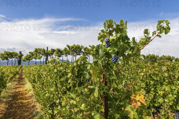 Vine, viticulture, agriculture, agribusiness, winegrower, wine, red wine, plantation, Suvereto, Tuscany, Italy, Europe